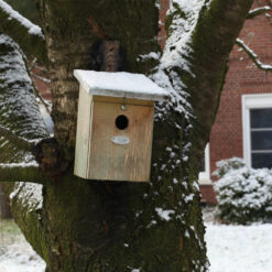 Vogelhuisje - Koolmees Basic sfeer