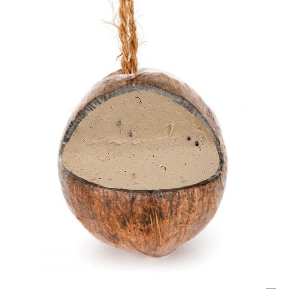Kokosnuss mit Mehlwürmern
