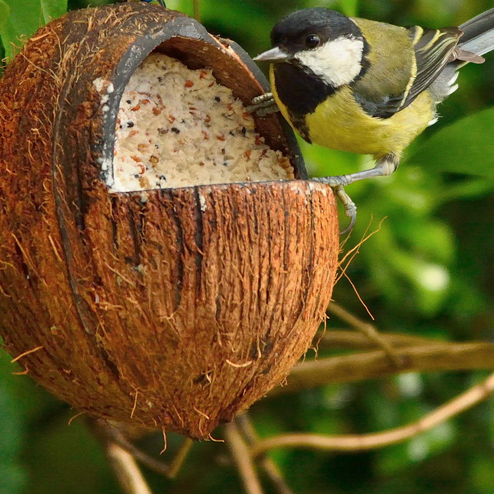Kokosnuss mit Mehlwürmern – Bild 2